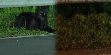 [VIDEO] Hati-hati orang Ganu, ada ‘penampakan’ harimau kumbang