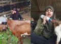 ‘Kambing buat saya tenang, hilang stres’