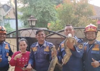 Wanita sibuk memasak terkejut, 2 biawak masuk rumah