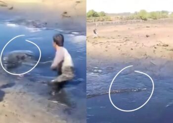 Jumpa ‘kayu’ semasa bersihkan terusan, rupanya buaya gergasi
