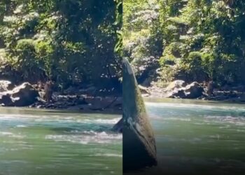 Harimau Sumatera tenung pemancing di tepi sungai 