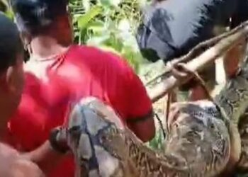 Penduduk kampung bunuh ular sawa tinggi bangunan 3 tingkat 