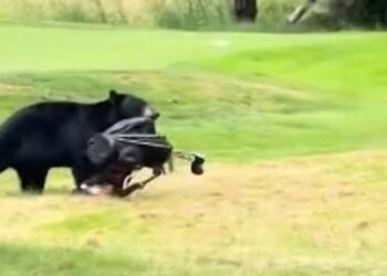 ‘Letak balik set golf saya’