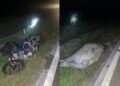 Dua remaja maut langgar kerbau melintas pukul 3 pagi
